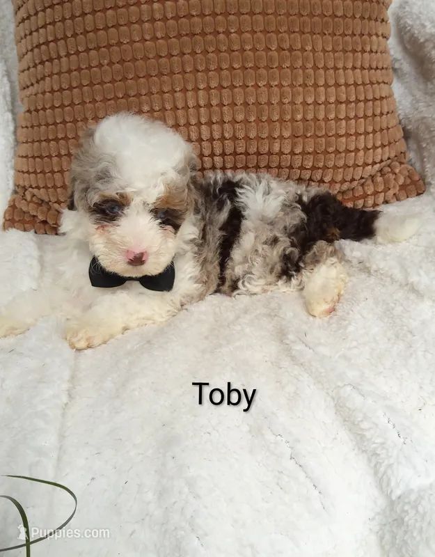 Toby.  Blue eyes  💙💙💙💙 – Miniature Bernedoodle puppy for sale in Millersburg, IN