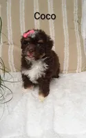 Coco , a female Miniature Bernedoodle for sale in Millersburg, IN – 4 of 8