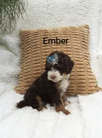Ember  🩷💕🩷💕🩷💕🩷, a female Miniature Bernedoodle for sale in Millersburg, IN – 5 of 5