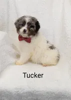 Tucker, a male Miniature Bernedoodle for sale in Millersburg, IN – Photo 4 of 6