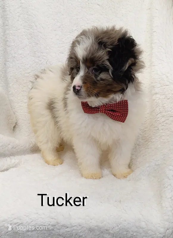 Tucker