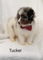 Tucker, a male Miniature Bernedoodle for sale in Millersburg, IN – Photo 1 of 6