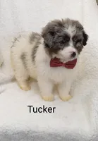 Tucker, a male Miniature Bernedoodle for sale in Millersburg, IN – Photo 3 of 6