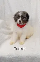 Tucker, a male Miniature Bernedoodle for sale in Millersburg, IN – Photo 2 of 6