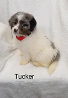Tucker, a male Miniature Bernedoodle for sale in Millersburg, IN – Photo 6 of 6