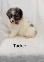 Tucker, a male Miniature Bernedoodle for sale in Millersburg, IN – Photo 5 of 6
