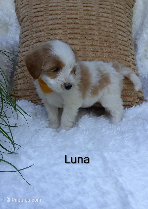 Luna  – Miniature Goldendoodle puppy for sale in Millersburg, IN