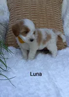 Luna , a female Miniature Goldendoodle for sale in Millersburg, IN – 3 of 5