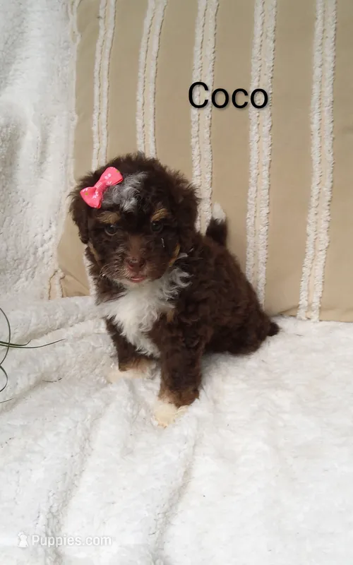 Coco  – Miniature Bernedoodle puppy for sale in Millersburg, IN