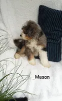 Mason.   Blue eye , a male Miniature Bernedoodle for sale in Millersburg, IN – 5 of 10