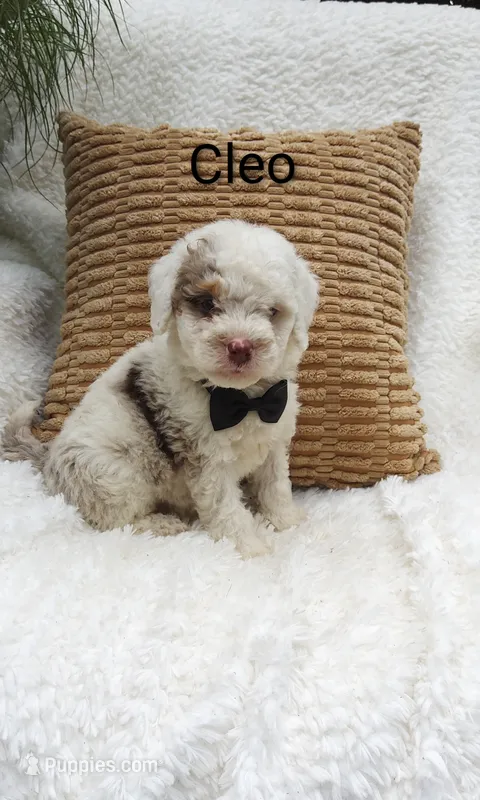 Cleo – Miniature Bernedoodle puppy for sale in Millersburg, IN