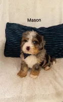 Mason , a male Miniature Bernedoodle for sale in Millersburg, IN – 8 of 10