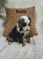 Koda  blue eyes🤣😇🥲😂🤣, a male Miniature Bernedoodle for sale in Millersburg, IN – 4 of 5