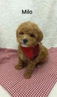 Milo   tiny, a male Miniature Goldendoodle for sale in Millersburg, IN – Photo 8 of 8