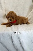 Milo   tiny, a male Miniature Goldendoodle for sale in Millersburg, IN – Photo 4 of 8