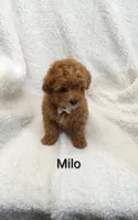 Milo   tiny, a male Miniature Goldendoodle for sale in Millersburg, IN – Photo 5 of 8