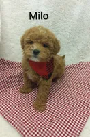 Milo   tiny, a male Miniature Goldendoodle for sale in Millersburg, IN – Photo 2 of 8