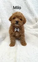 Milo   tiny, a male Miniature Goldendoodle for sale in Millersburg, IN – Photo 3 of 8