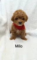 Milo   tiny, a male Miniature Goldendoodle for sale in Millersburg, IN – Photo 6 of 8