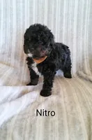 Nitro, a male Miniature Bernedoodle for sale in Millersburg, IN – Photo 4 of 6