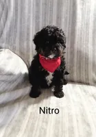 Nitro, a male Miniature Bernedoodle for sale in Millersburg, IN – Photo 5 of 6