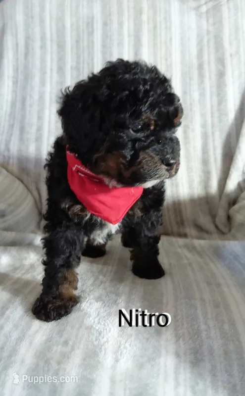 Nitro