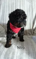 Nitro, a male Miniature Bernedoodle for sale in Millersburg, IN – Photo 1 of 6
