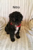 Nitro, a male Miniature Bernedoodle for sale in Millersburg, IN – Photo 2 of 6