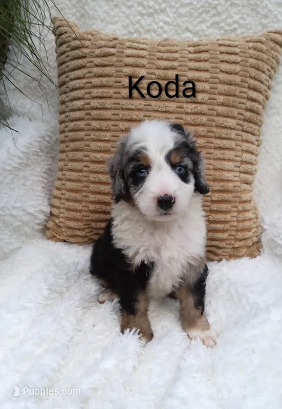 Koda  blue eyes🤣😇🥲😂🤣 – Miniature Bernedoodle puppy for sale in Millersburg, IN