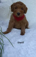 Sheriff , a male Miniature Goldendoodle for sale in Millersburg, IN – 2 of 7