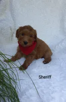 Sheriff , a male Miniature Goldendoodle for sale in Millersburg, IN – 5 of 7