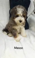 Mason.   Blue eye , a male Miniature Bernedoodle for sale in Millersburg, IN – 6 of 10