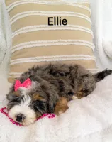 Ellie , a female Miniature Bernedoodle for sale in Millersburg, IN – 3 of 10