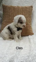 Cleo, a male Miniature Bernedoodle for sale in Millersburg, IN – 6 of 7