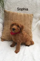 Sophia , a female Miniature Goldendoodle for sale in Millersburg, IN – 4 of 5