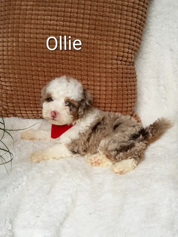 Ollie.💙💙💙💙💙 – Miniature Bernedoodle puppy for sale in Millersburg, IN