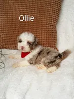 Ollie, a male Miniature Bernedoodle for sale in Millersburg, IN – 2 of 5