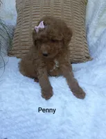 Penny , a female Miniature Goldendoodle for sale in Millersburg, IN – 5 of 7