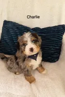 Charlie , a male Miniature Bernedoodle for sale in Millersburg, IN – 3 of 10