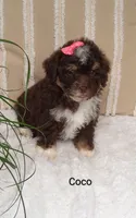 Coco , a female Miniature Bernedoodle for sale in Millersburg, IN – 7 of 8