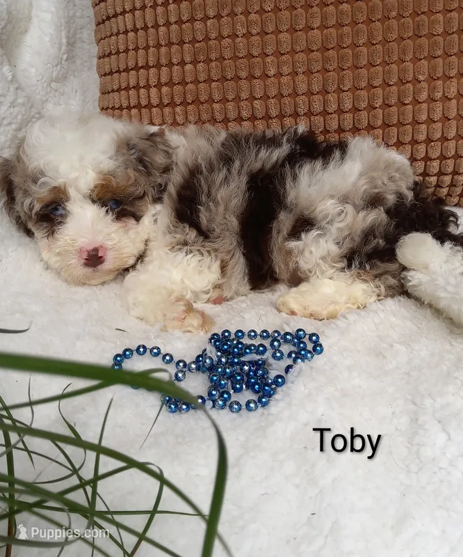 Toby.  Blue eyes  💙💙💙💙 – Miniature Bernedoodle puppy for sale in Millersburg, IN
