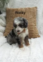 Rocky, a male Miniature Bernedoodle for sale in Millersburg, IN – 4 of 10