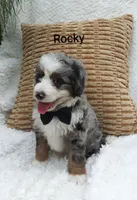 Rocky, a male Miniature Bernedoodle for sale in Millersburg, IN – 10 of 10