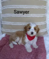 Sawyer , a male Miniature Goldendoodle for sale in Millersburg, IN – 3 of 5