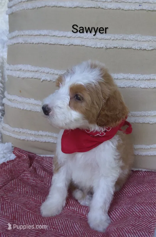 Sawyer  – Miniature Goldendoodle puppy for sale in Millersburg, IN