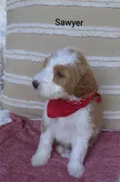 Sawyer , a male Miniature Goldendoodle for sale in Millersburg, IN – 2 of 5