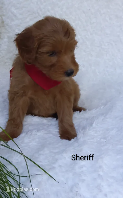 Sheriff  – Miniature Goldendoodle puppy for sale in Millersburg, IN