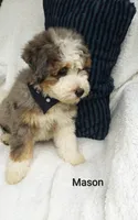 Mason.   Blue eye , a male Miniature Bernedoodle for sale in Millersburg, IN – 9 of 10