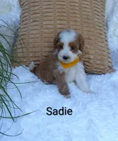 Sadie , a female Miniature Goldendoodle for sale in Millersburg, IN – 5 of 6