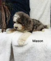 Mason.   Blue eye , a male Miniature Bernedoodle for sale in Millersburg, IN – 4 of 10